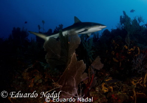 caribbean reed shark by Eduardo Nadal 